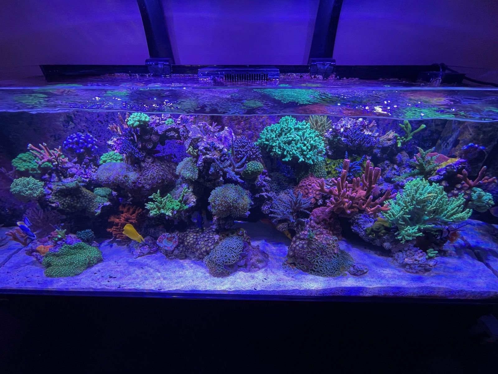 Finished reef aquarium filled with healthy coral